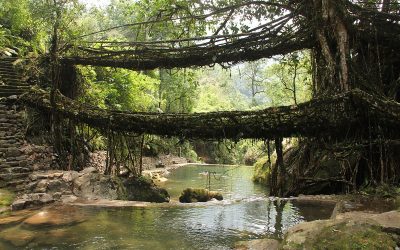 Root bridges that are living routes in Meghalaya