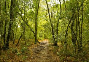 Mawphlang Sacred Forest
