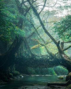 Ranikor