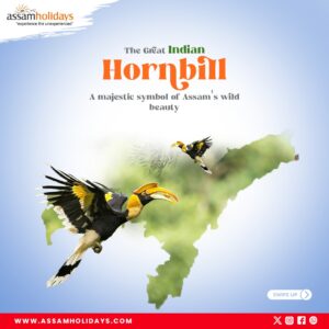 INDIAN Hornbill