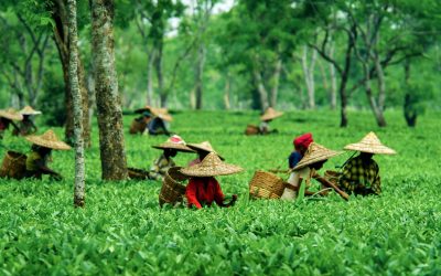 EXPLORING ASSAM | FLIGHTS, TRAINS & ROAD ROUTES TO ASSAM | HOW TO REACH ASSAM